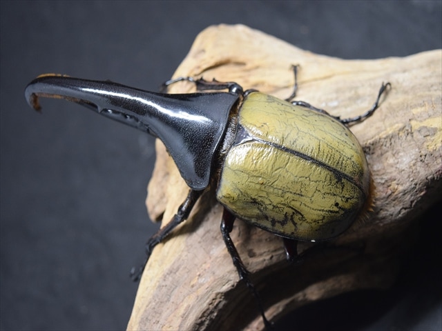 (店舗購入予約品)DHヘラクレス♂145㎜新成虫‼️即ブリ‼️未使用 店舗購入予約品)DHヘラクレス♂145㎜新成虫‼️即ブリ‼️未使用