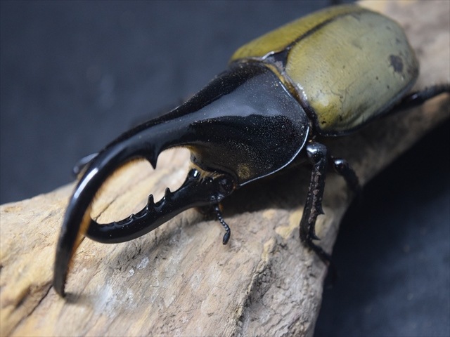 【即ブリ成虫ペア】ＤＨヘラクレス114ｍｍ