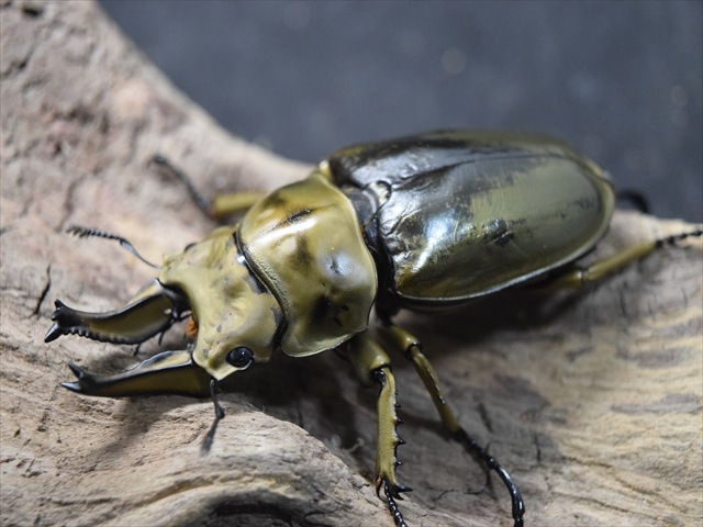 【新成虫】ローゼンベルグオウゴンオニクワガタ66mmペア