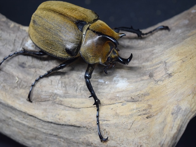 【幼虫ペア】ギアスルンバシャーペア【3令】