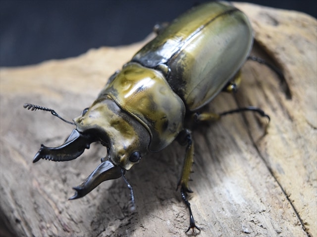 【新成虫】ローゼンベルグオウゴンオニクワガタ64mmペア