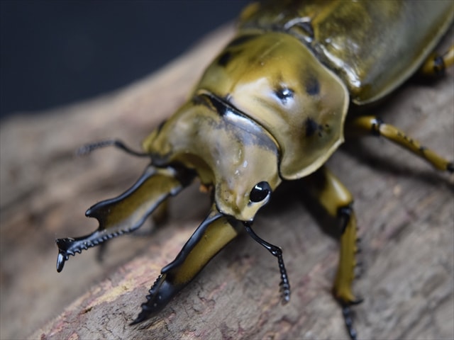 新成虫】ババオウゴンオニクワガタ70mmペア | 外国産クワガタ 成虫