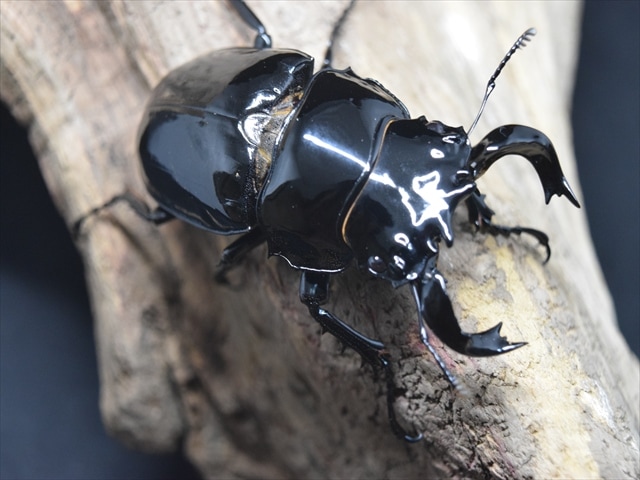 タランドゥス（タランドス）オオツヤクワガタ70ｍｍ成虫ペア