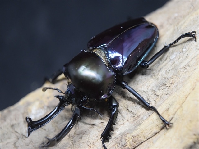 【幼虫単品】ニジイロクワガタパープル血統(2令~)