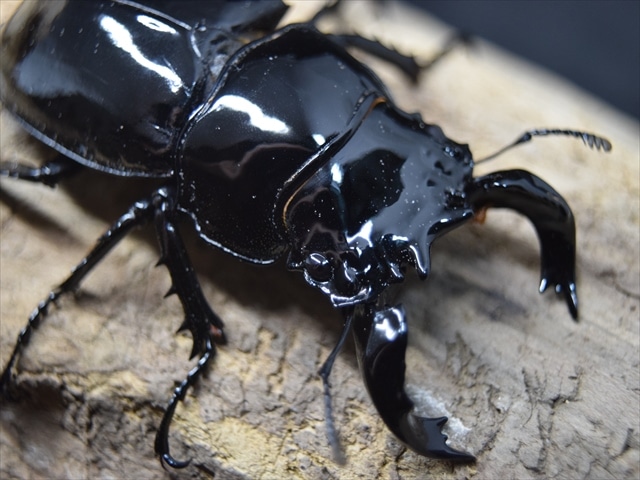 タランドゥス（タランドス）オオツヤクワガタ65ｍｍ成虫ペア