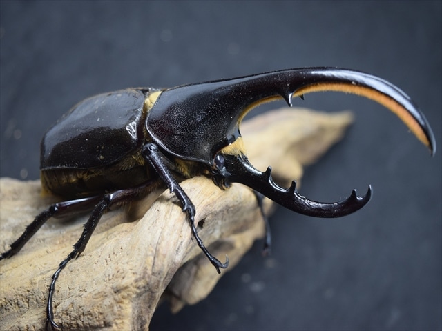 【成虫ペア】ＤＨヘラクレス137ｍｍ