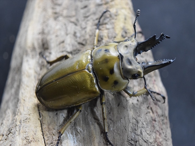 新成虫】ババオウゴンオニクワガタ62mmペア | 外国産クワガタ