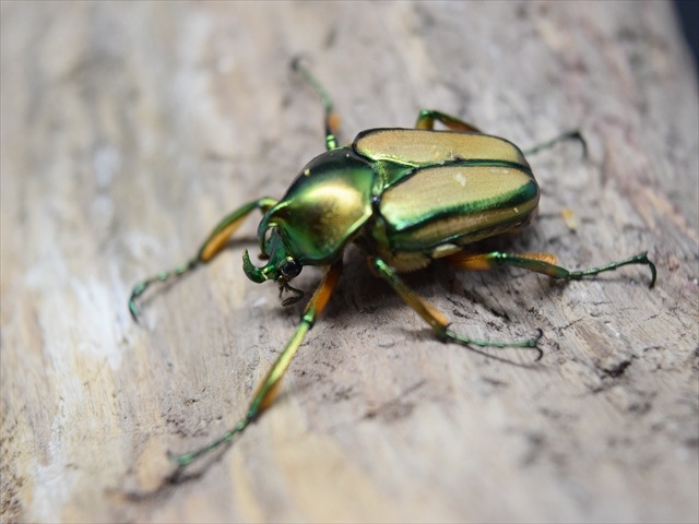 【♂単品】セブヒメカブトハナムグリ【WF1】 外国産カブトムシ 成虫 極