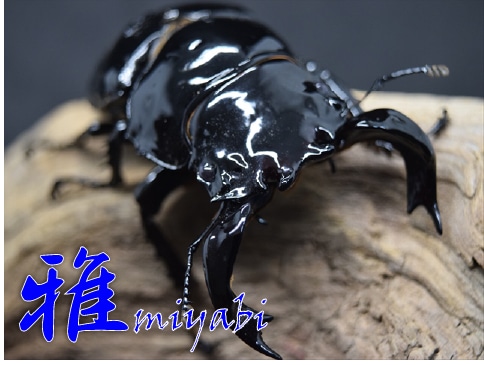 【極ブランド】雅（タランドゥスオオツヤクワガタ）81ｍｍ成虫ペア