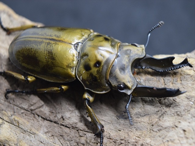 新成虫大型)ババオウゴンオニクワガタ♀単