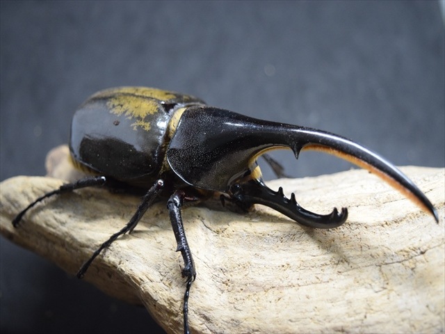 DHヘラクレス新成虫♂142♀70ペア¥10000 DHヘラクレス新成虫♂142♀70ペア¥10000