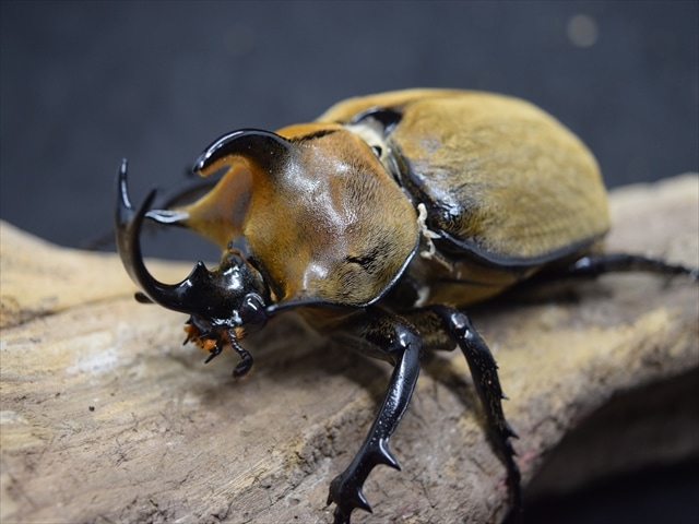 【希少ペア】ギアスルンバッシャー【新成虫】