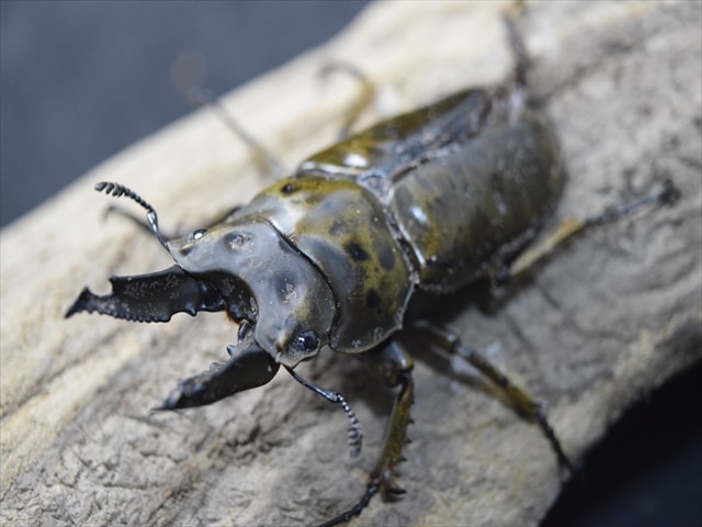 【♂単品】ババオウゴンオニクワガタ62mm【B品】