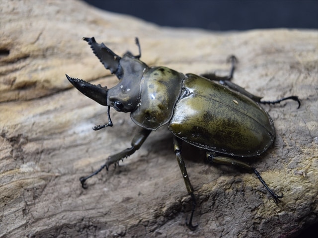 ♂単品】モセリオウゴンオニクワガタ56mm | 外国産クワガタ 成虫 | 極