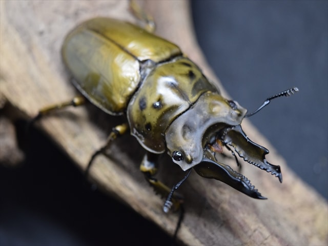 【新成虫】ババオウゴンオニクワガタ69mmペア