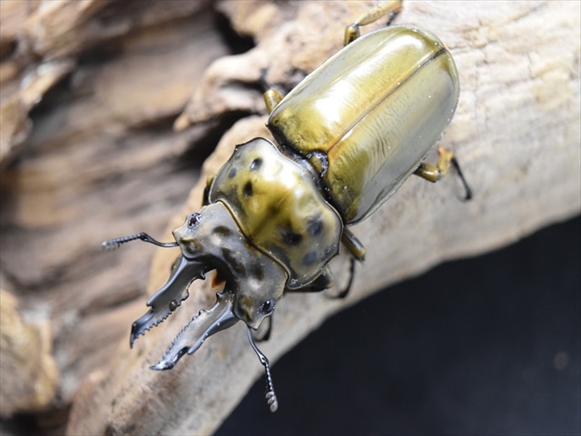 【新成虫】ババオウゴンオニクワガタ65mmペア