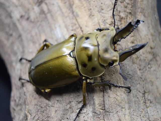 【新成虫】ババオウゴンオニクワガタ62mmペア