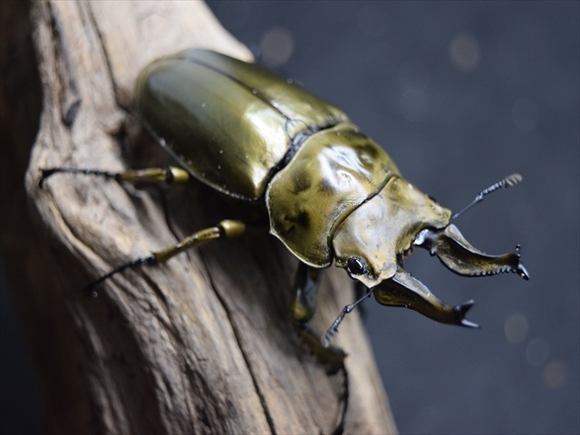 【♂単品】ローゼンベルグオウゴンオニクワガタ67mm