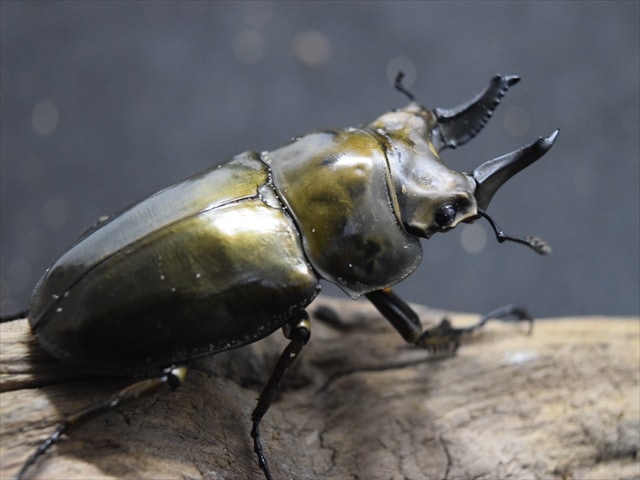 【♂単品】ローゼンベルグオウゴンオニクワガタ62mm