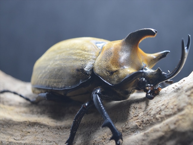 【大型ペア】ギアスルンバッシャー【新成虫】