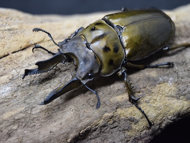 【新成虫】ババオウゴンオニクワガタ71mmペア