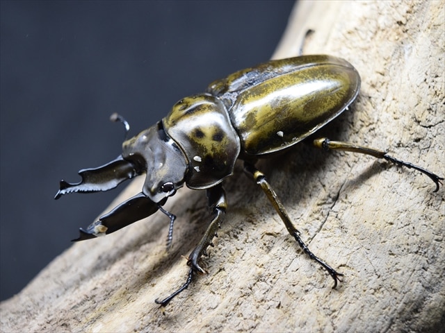 【新成虫】ババオウゴンオニクワガタ68mmペア