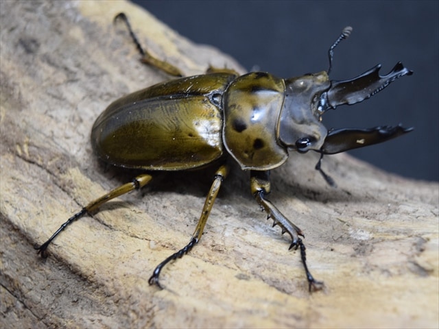 【新成虫】ババオウゴンオニクワガタ66mmペア