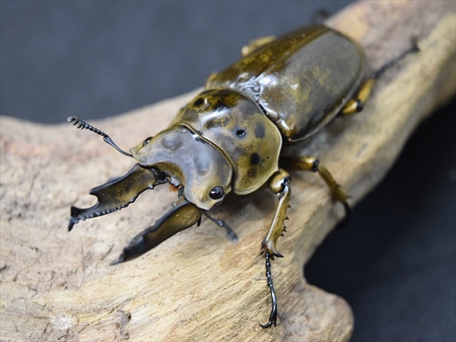 【新成虫】ババオウゴンオニクワガタ66mmペア