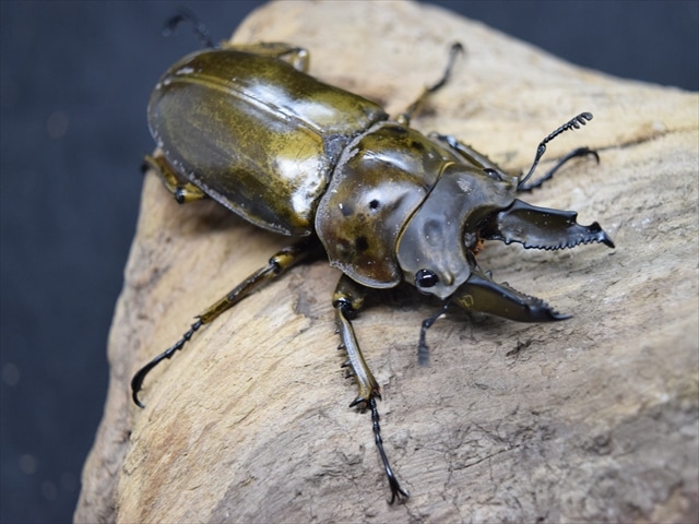 【新成虫】ババオウゴンオニクワガタ62mmペア