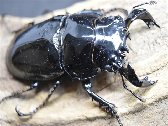 タランドゥス（タランドス）オオツヤクワガタ70ｍｍ成虫ペア