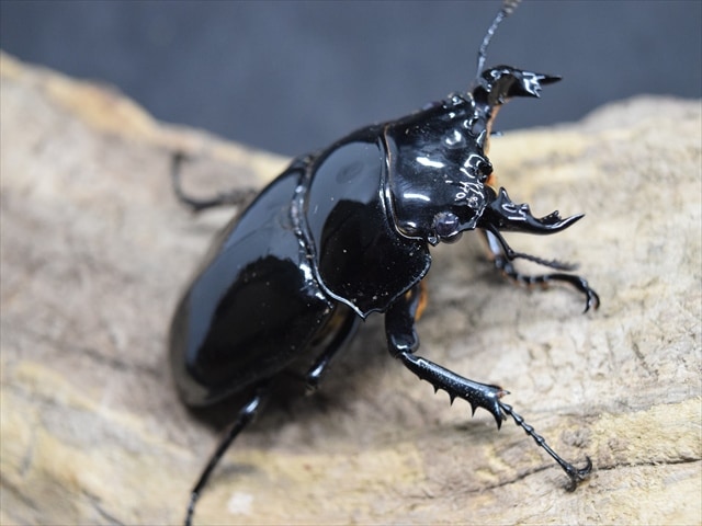 タランドゥス（タランドス）オオツヤクワガタ54ｍｍ成虫ペア
