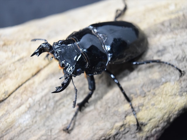 タランドゥス（タランドス）オオツヤクワガタ53ｍｍ成虫ペア