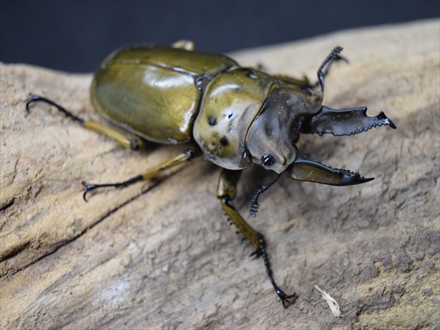 【新成虫】ババオウゴンオニクワガタ63mmペア