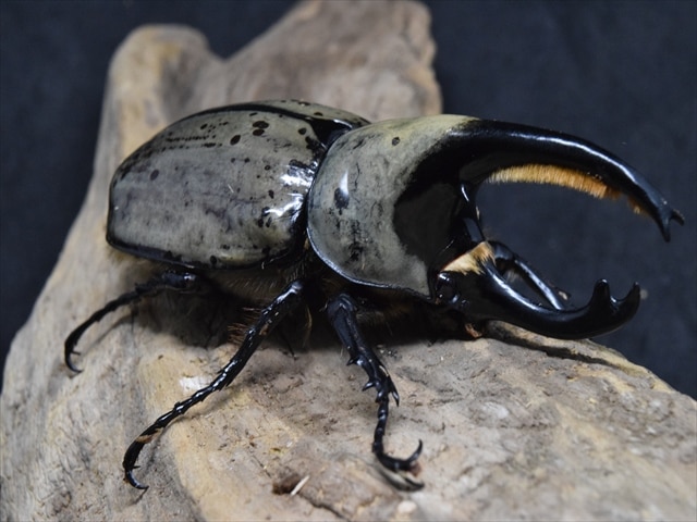 【幼虫単品】グラントシロカブト【初令～2令】