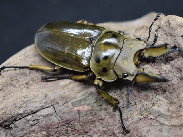 【新成虫】ババオウゴンオニクワガタ65mmペア