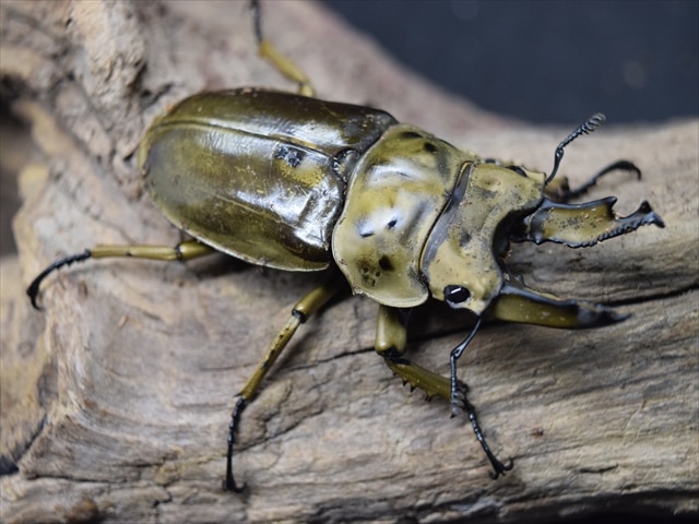 【新成虫】ババオウゴンオニクワガタ64mmペア