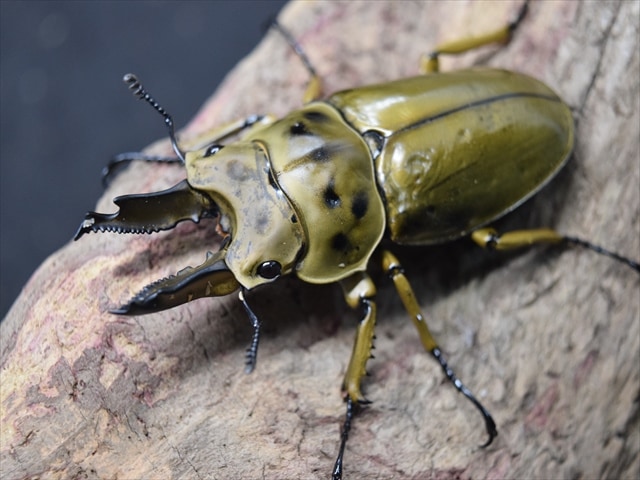 【新成虫】ババオウゴンオニクワガタ63mmペア