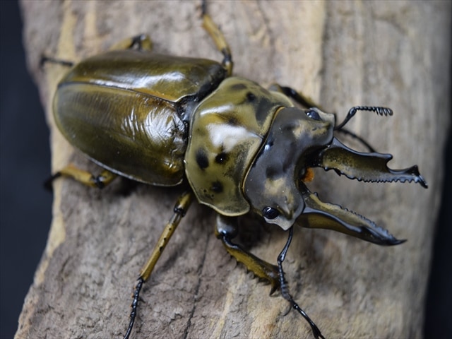 【新成虫】ババオウゴンオニクワガタ69mmペア
