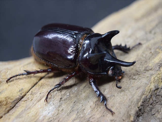 【大型】スリナムミツノカブト成虫45ｍｍペア【ホワイトアイ血統】