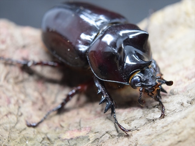 【新成虫】ロンギチョンペルスミツノカブト成虫42ｍｍペア