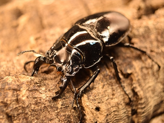 タランドゥス（タランドス）オオツヤクワガタ56ｍｍ成虫ペア