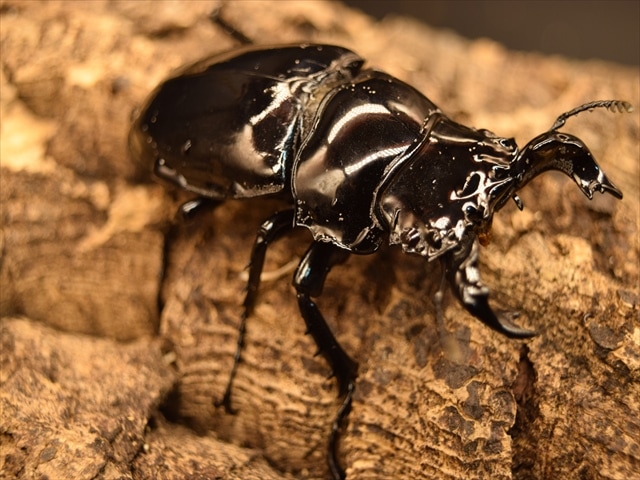 モザイク　雌雄同体　タランドゥス　死虫　標本 A specimen of the phantom male-female mosaic created by Mimori-san