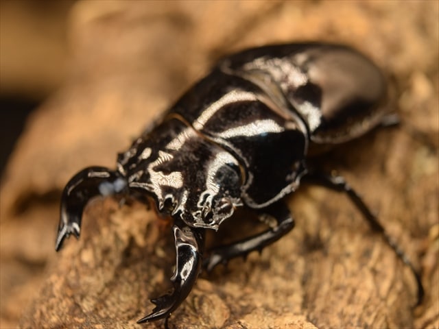 タランドゥス（タランドス）オオツヤクワガタ65ｍｍ成虫ペア