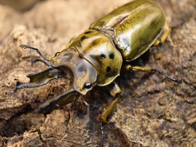 【新成虫】ババオウゴンオニクワガタ67mmペア