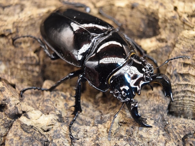タランドゥス（タランドス）オオツヤクワガタ56ｍｍ成虫ペア