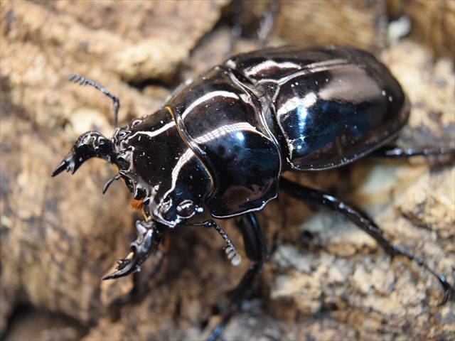 タランドゥス（タランドス）オオツヤクワガタ52ｍｍ成虫ペア