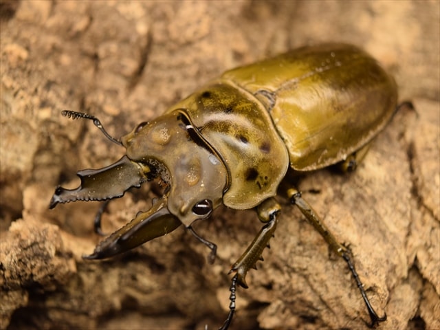 【新成虫】ババオウゴンオニクワガタ65mmペア