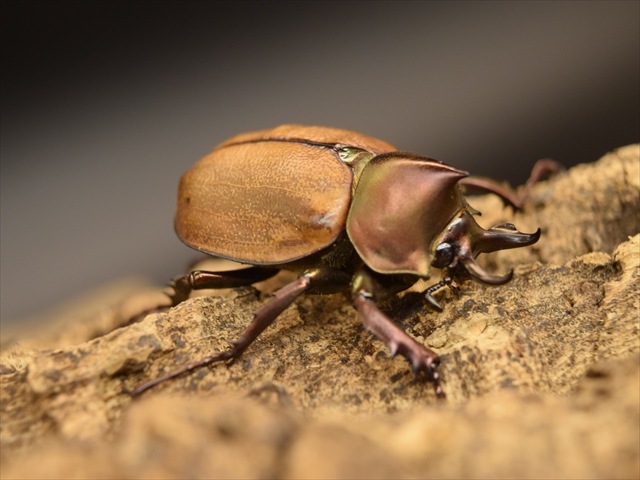 ブラジル産 マルガリータヒナカブト 42mm ブリード