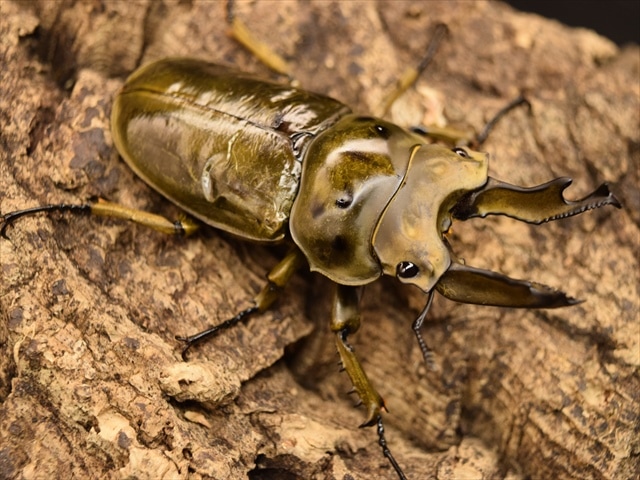 【新成虫】ババオウゴンオニクワガタ58mmペア