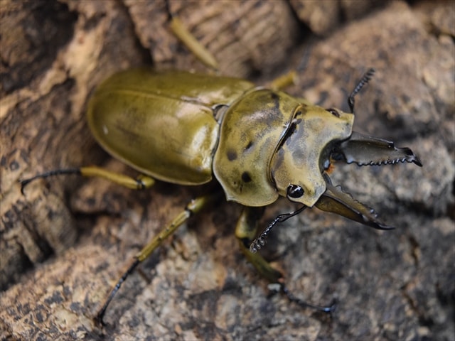 オウゴンオニクワガタ　2009 第5弾　ハイパーレア　ARS10 PSA10相当 オウゴンオニクワガタ 2009 第5弾 ハイパーレア ARS10 PSA10相当